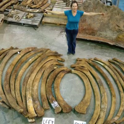 Very Rare Blue Whale Skeletons Have An Important Story To Tell – By Kris Abel