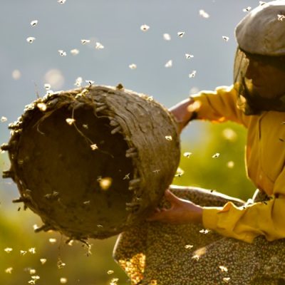 Meet Europe’s Last Female Bee Hunter, You’ll Be Awestruck