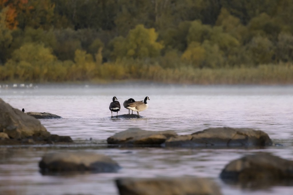 Parc National de Yamaska