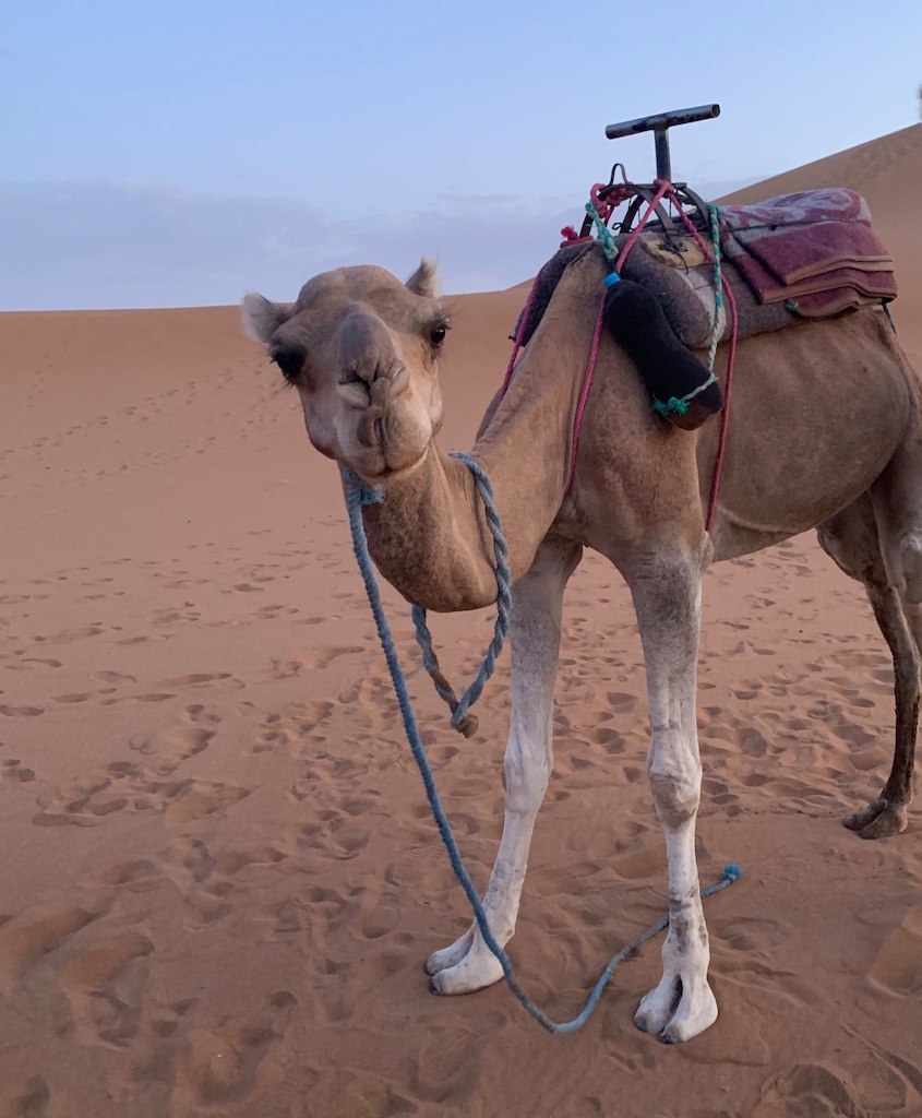 camel trekking morocco

