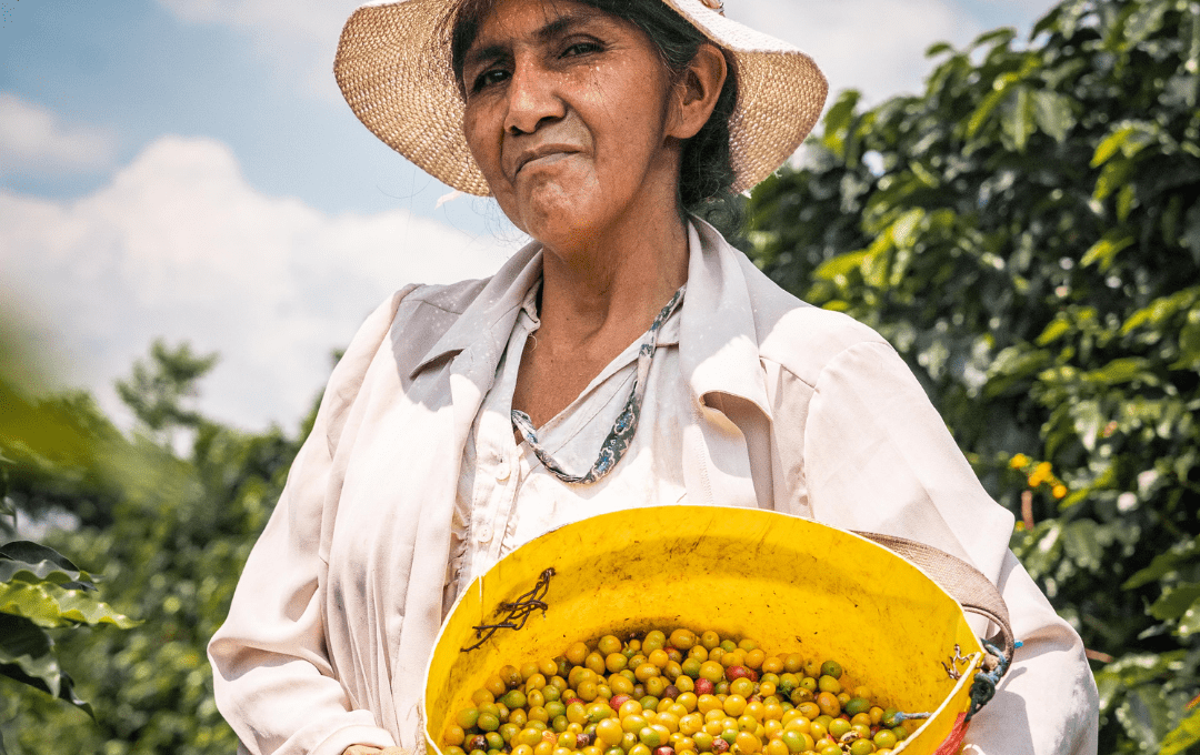 A woman stands in a field holding just picked coffee beans